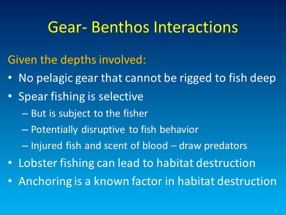 Gear- Benthos Interactions Given the depths involved: No pelagic gear that cannot be rigged to fish deep Spear fishing is selective – But is subject to the fisher – Potentially disruptive to fish behavior – Injured fish and scent of blood – draw predators Lobster fishing can lead to habitat destruction Anchoring is a known factor in habitat destruction