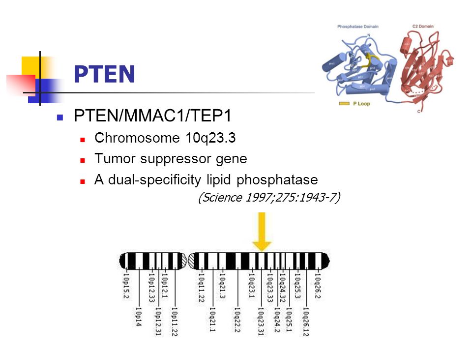 PTEN PTEN/MMAC1/TEP1 Chromosome 10q23.3 Tumor suppressor gene A dual-specificity lipid phosphatase (Science 1997;275:1943-7)