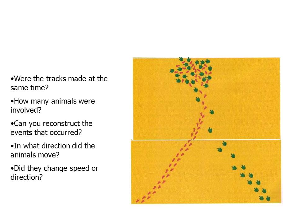 Were the tracks made at the same time. How many animals were involved.