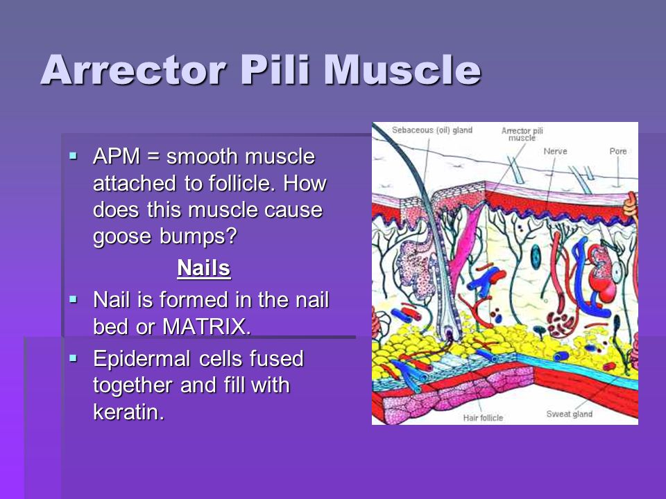 Arrector Pili Muscle  APM = smooth muscle attached to follicle.