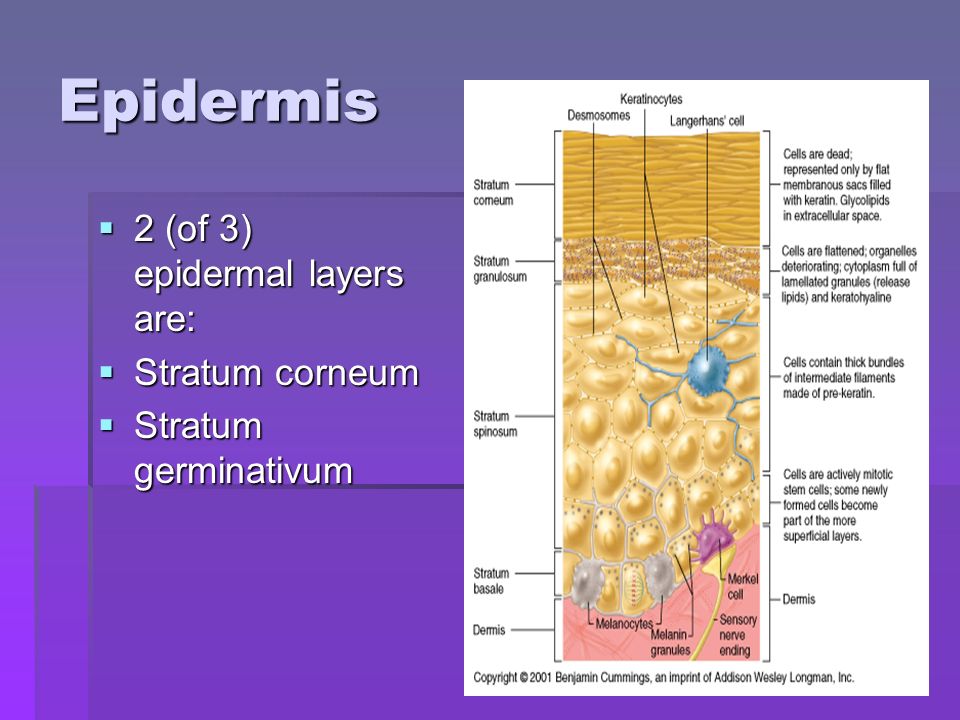 Epidermis  2 (of 3) epidermal layers are:  Stratum corneum  Stratum germinativum