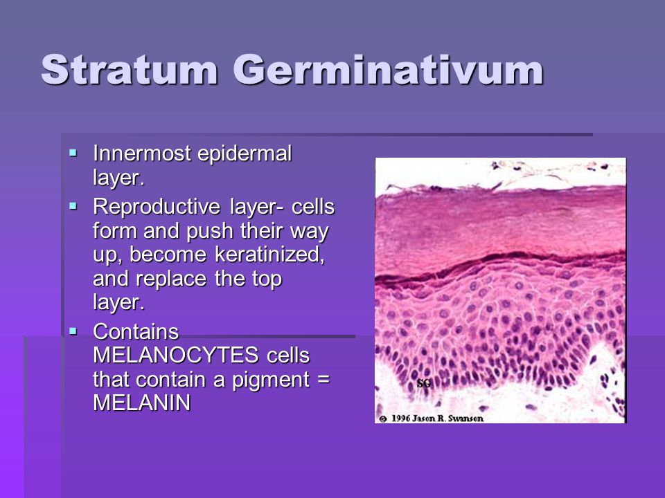 Stratum Germinativum  Innermost epidermal layer.
