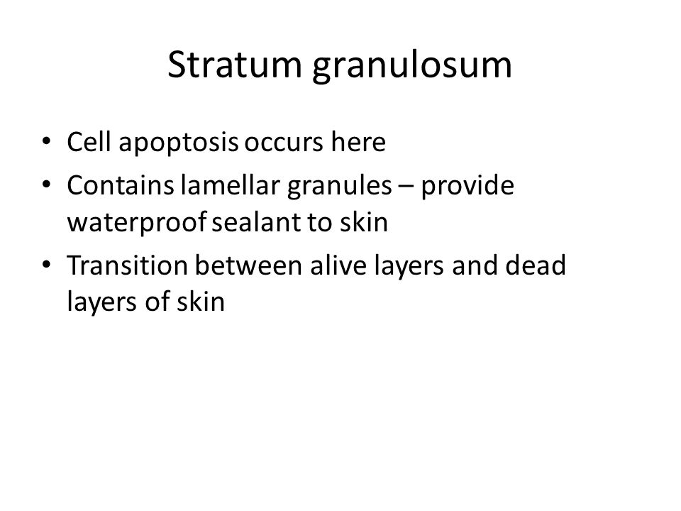 Stratum granulosum Cell apoptosis occurs here Contains lamellar granules – provide waterproof sealant to skin Transition between alive layers and dead layers of skin