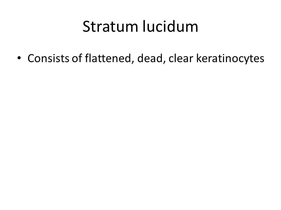 Stratum lucidum Consists of flattened, dead, clear keratinocytes