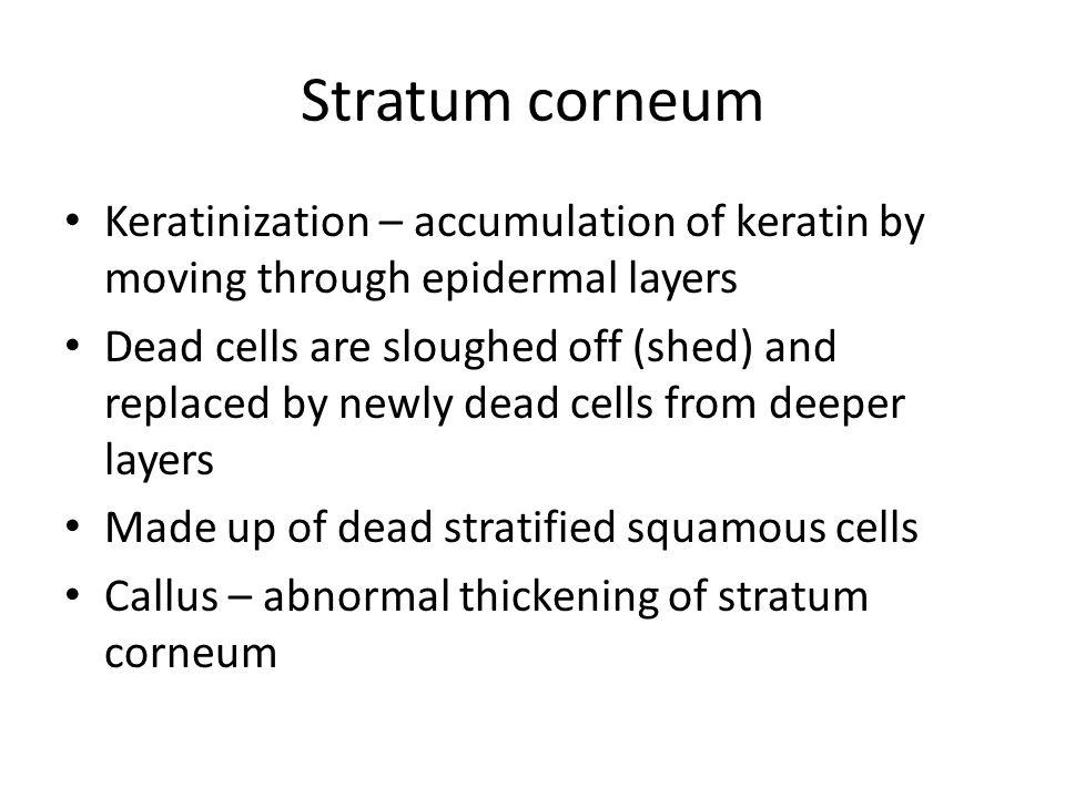 Stratum corneum Keratinization – accumulation of keratin by moving through epidermal layers Dead cells are sloughed off (shed) and replaced by newly dead cells from deeper layers Made up of dead stratified squamous cells Callus – abnormal thickening of stratum corneum