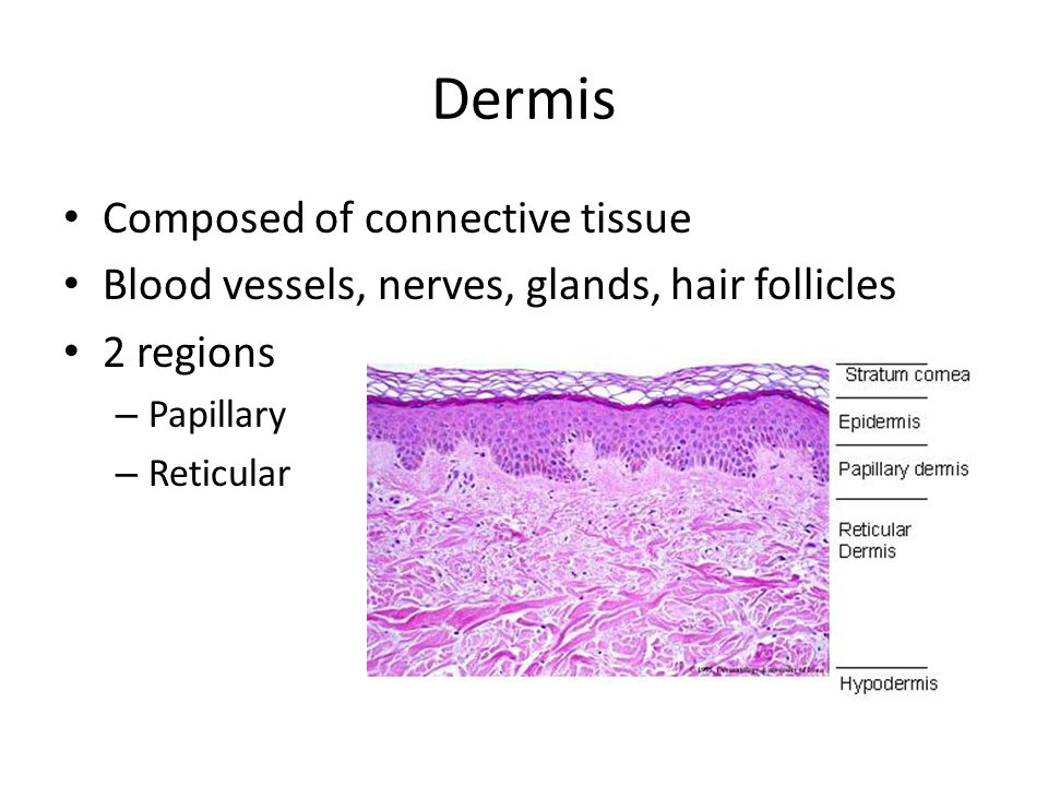Dermis Composed of connective tissue Blood vessels, nerves, glands, hair follicles 2 regions – Papillary – Reticular