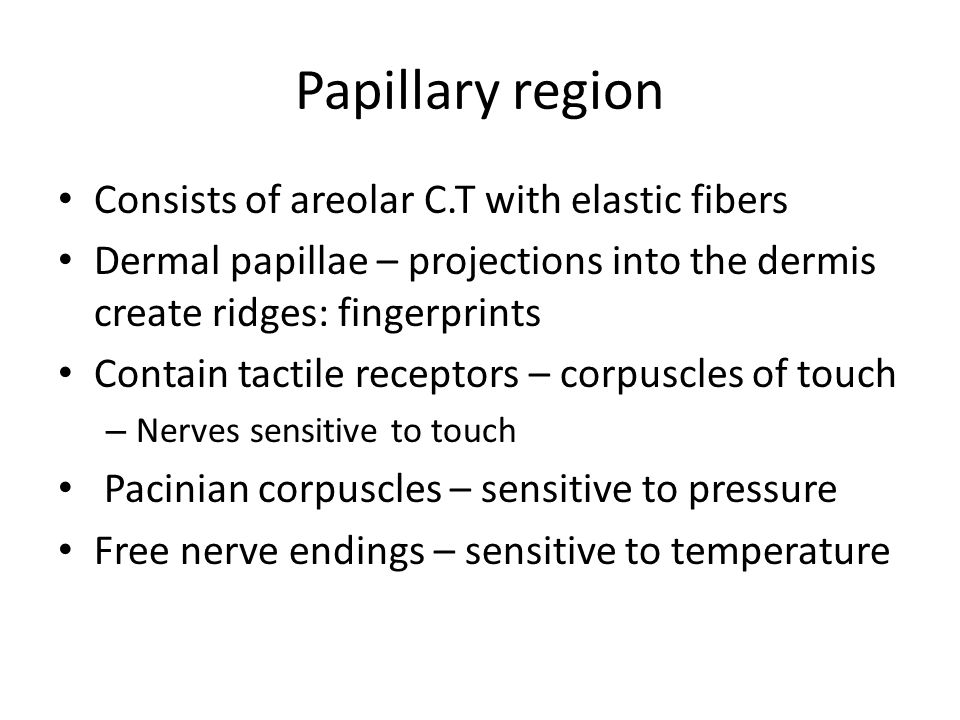 Papillary region Consists of areolar C.T with elastic fibers Dermal papillae – projections into the dermis create ridges: fingerprints Contain tactile receptors – corpuscles of touch – Nerves sensitive to touch Pacinian corpuscles – sensitive to pressure Free nerve endings – sensitive to temperature