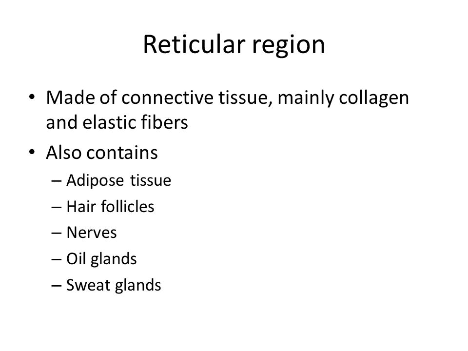 Reticular region Made of connective tissue, mainly collagen and elastic fibers Also contains – Adipose tissue – Hair follicles – Nerves – Oil glands – Sweat glands
