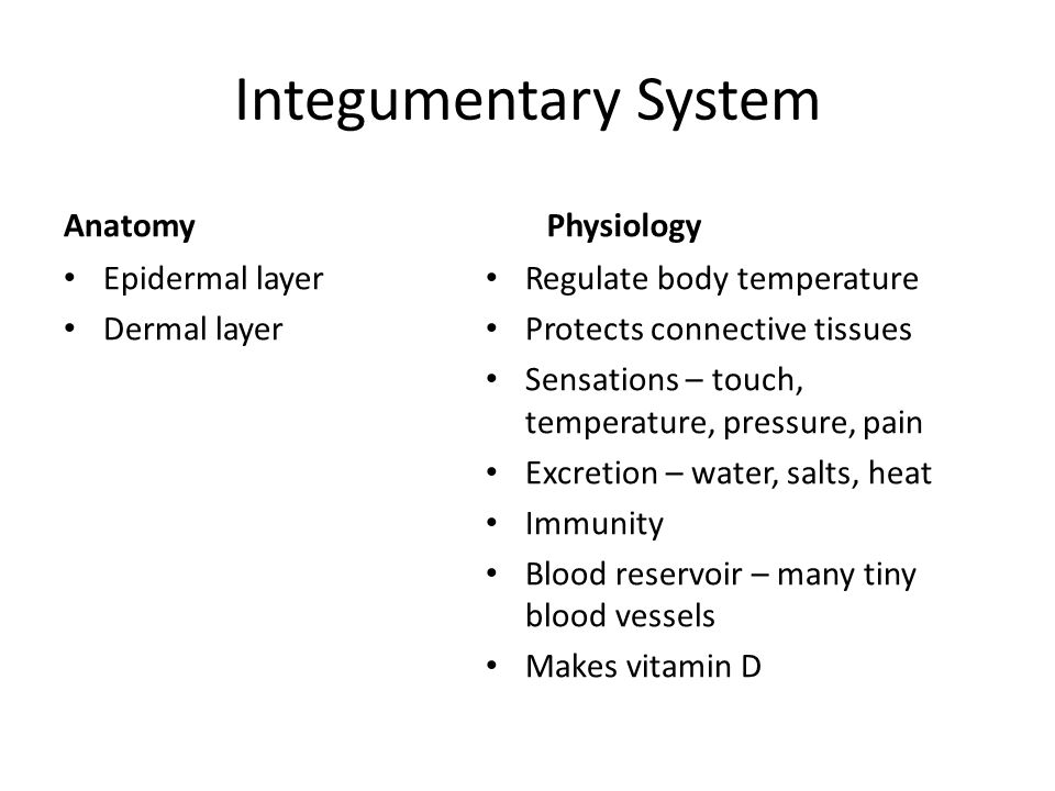 Integumentary System Anatomy Epidermal layer Dermal layer Physiology Regulate body temperature Protects connective tissues Sensations – touch, temperature, pressure, pain Excretion – water, salts, heat Immunity Blood reservoir – many tiny blood vessels Makes vitamin D