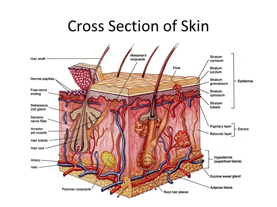 Cross Section of Skin