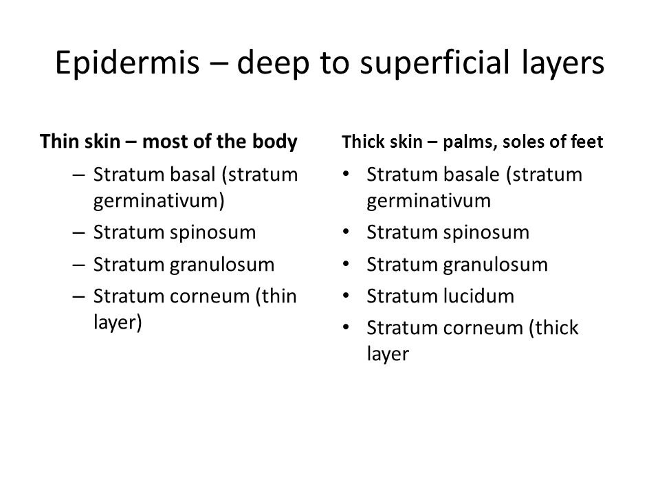 Epidermis – deep to superficial layers Thin skin – most of the body – Stratum basal (stratum germinativum) – Stratum spinosum – Stratum granulosum – Stratum corneum (thin layer) Thick skin – palms, soles of feet Stratum basale (stratum germinativum Stratum spinosum Stratum granulosum Stratum lucidum Stratum corneum (thick layer
