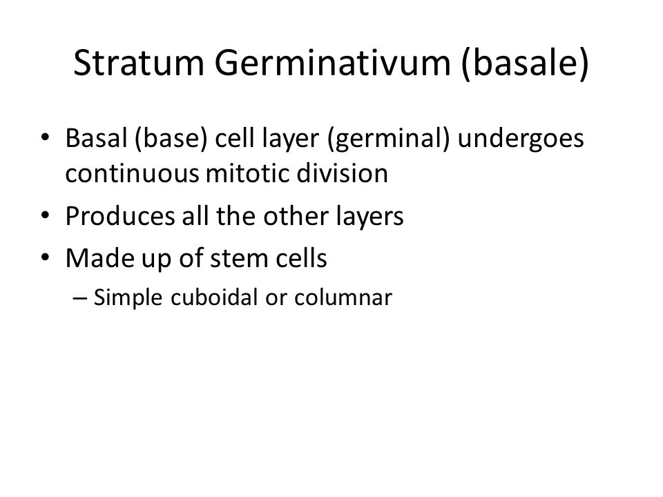 Stratum Germinativum (basale) Basal (base) cell layer (germinal) undergoes continuous mitotic division Produces all the other layers Made up of stem cells – Simple cuboidal or columnar