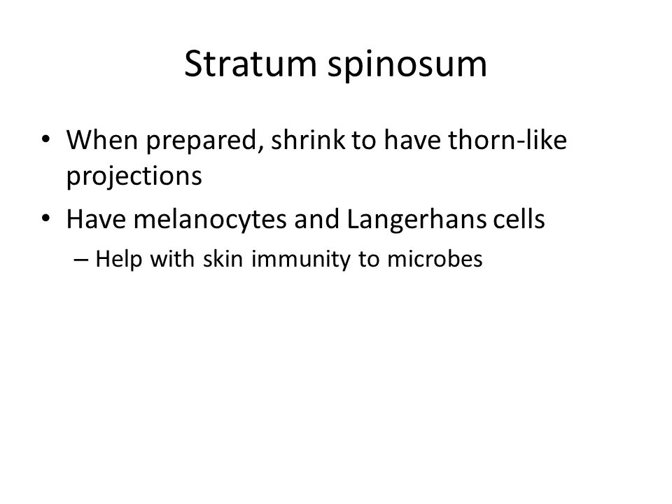 Stratum spinosum When prepared, shrink to have thorn-like projections Have melanocytes and Langerhans cells – Help with skin immunity to microbes