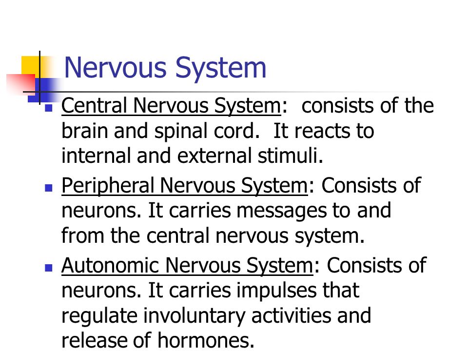 Nervous System Central Nervous System: consists of the brain and spinal cord.