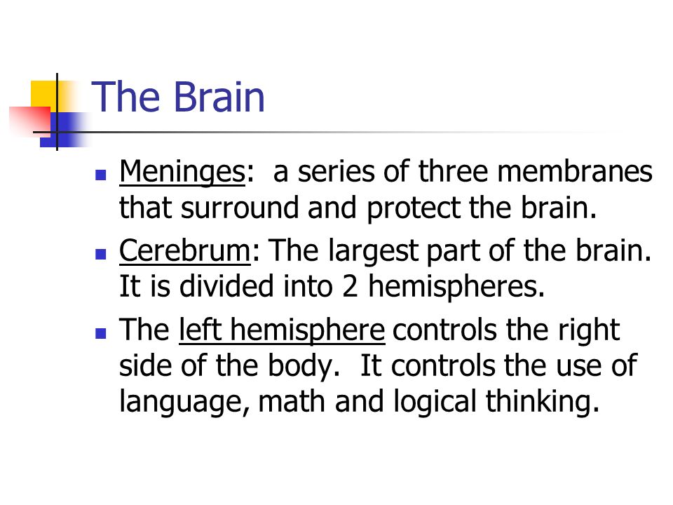 The Brain Meninges: a series of three membranes that surround and protect the brain.