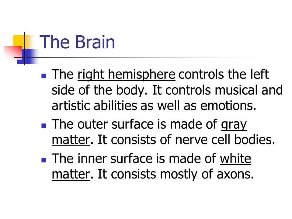 The Brain The right hemisphere controls the left side of the body.