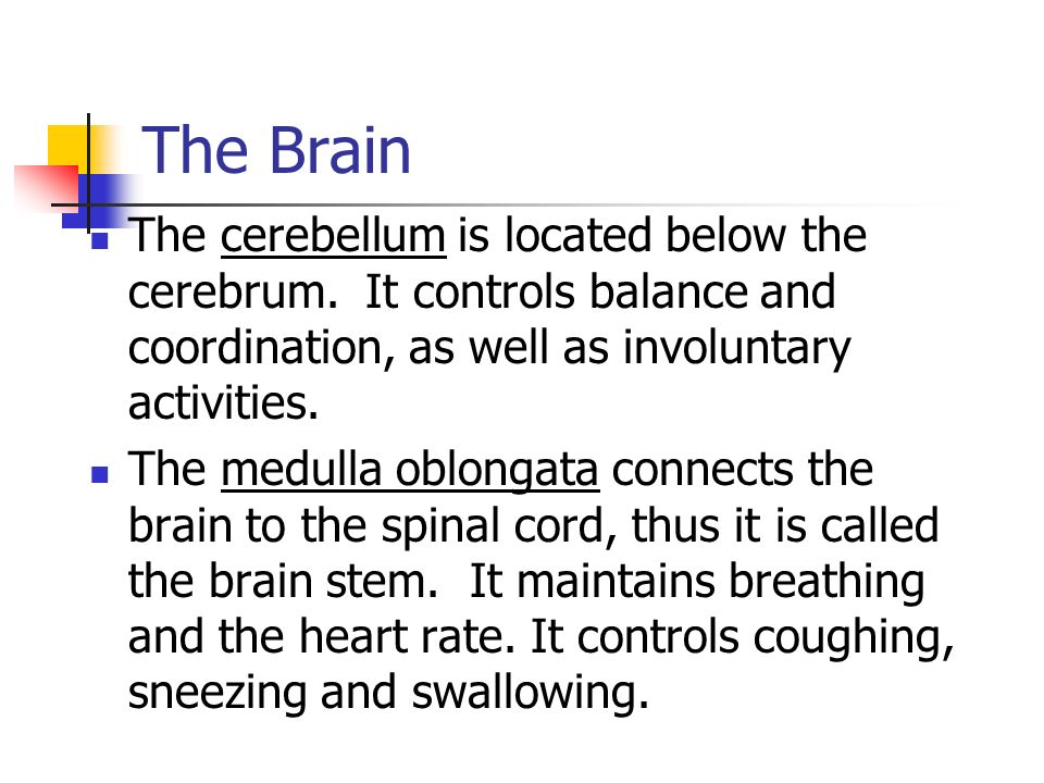 The Brain The cerebellum is located below the cerebrum.