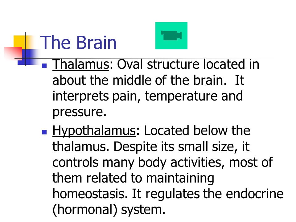 The Brain Thalamus: Oval structure located in about the middle of the brain.