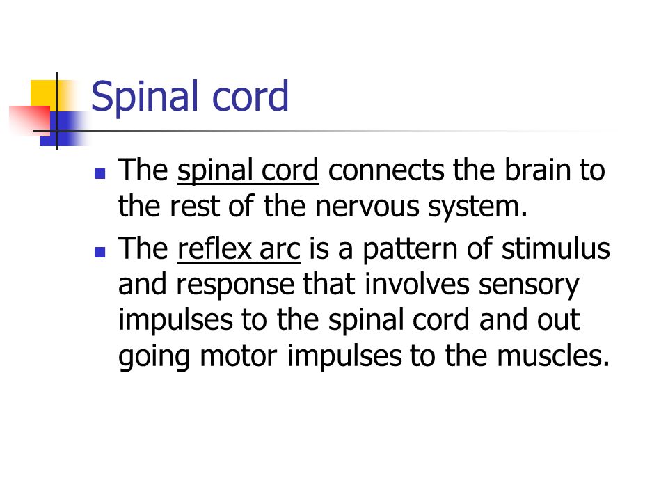Spinal cord The spinal cord connects the brain to the rest of the nervous system.