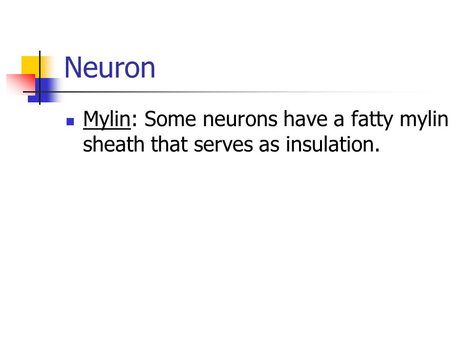 Neuron Mylin: Some neurons have a fatty mylin sheath that serves as insulation.