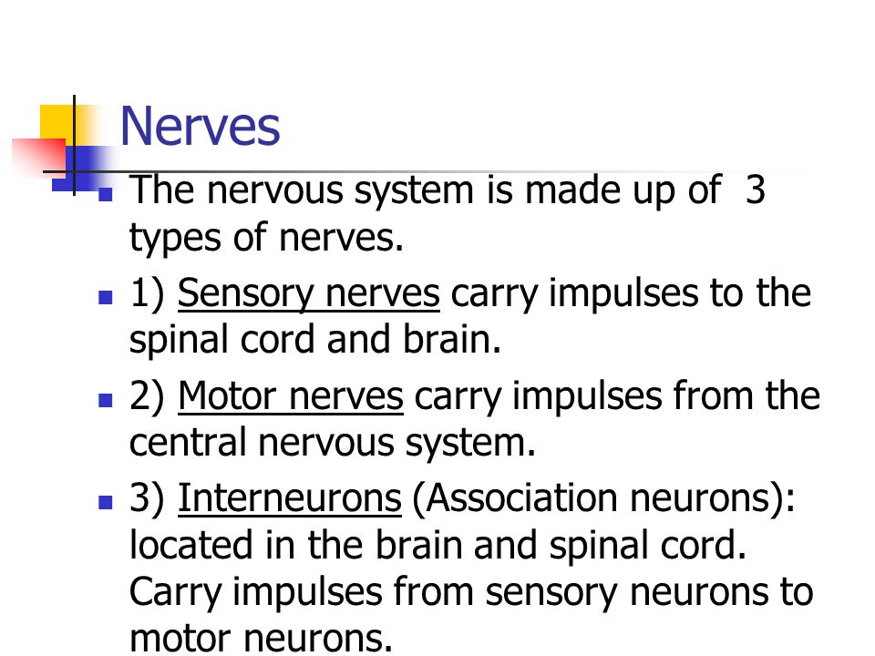 Nerves The nervous system is made up of 3 types of nerves.