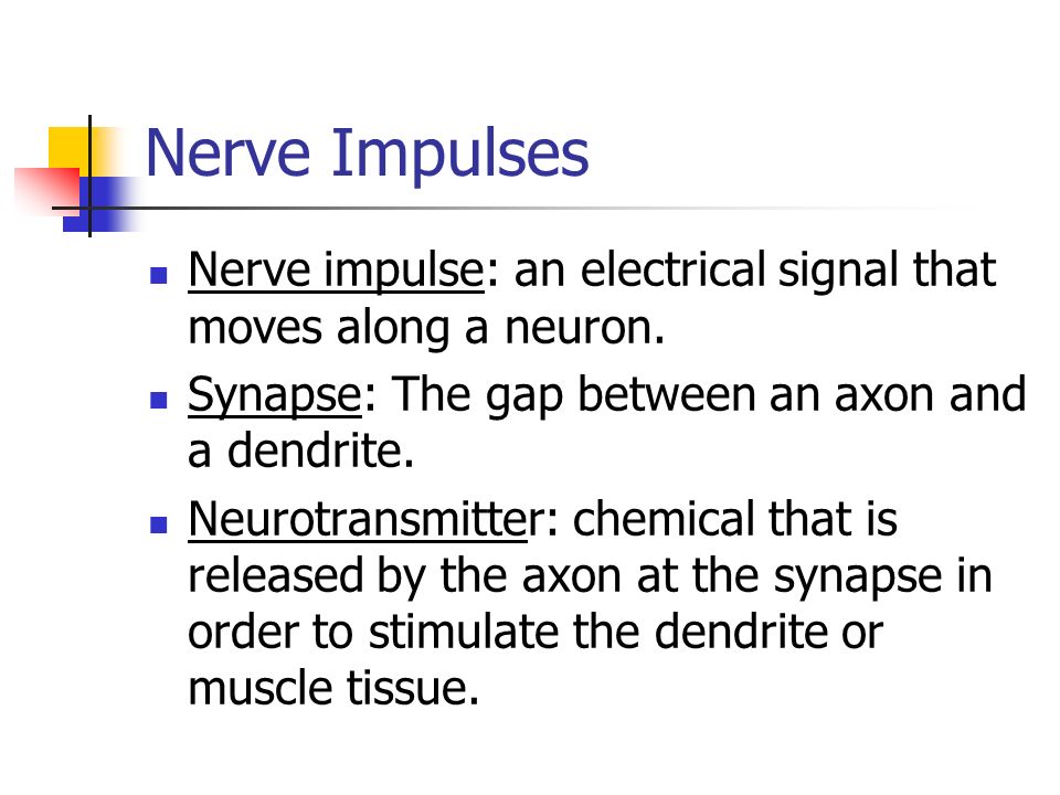 Nerve Impulses Nerve impulse: an electrical signal that moves along a neuron.