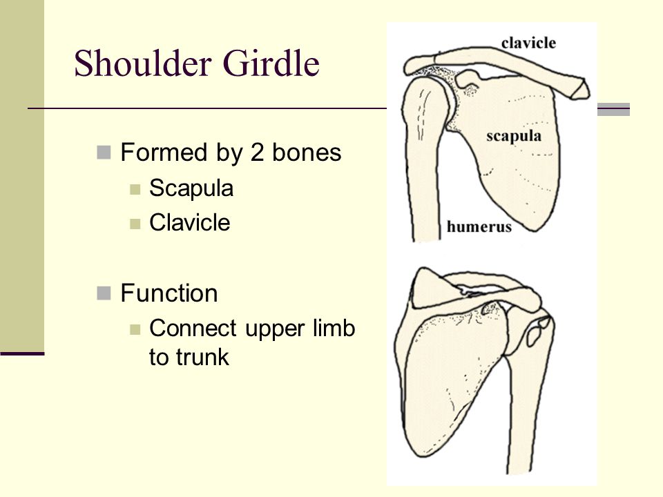 Shoulder Girdle Tanya Nolan. Shoulder Girdle Formed by 2 bones Scapula  Clavicle Function Connect upper limb to trunk. - ppt download
