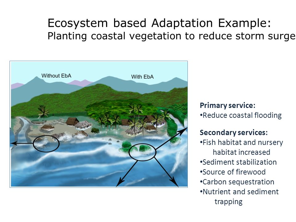 Ecosystem based Adaptation Example: Planting coastal vegetation to reduce storm surge Primary service: Reduce coastal flooding Secondary services: Fish habitat and nursery habitat increased Sediment stabilization Source of firewood Carbon sequestration Nutrient and sediment trapping