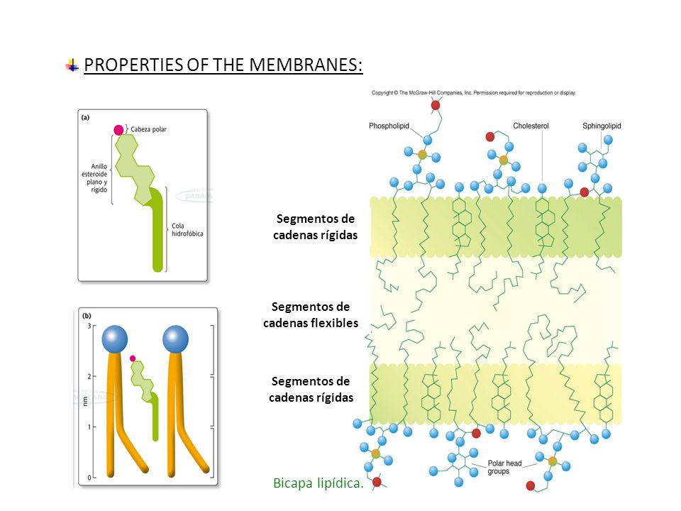 PROPERTIES OF THE MEMBRANES: Segmentos de cadenas rígidas Segmentos de cadenas flexibles Segmentos de cadenas rígidas Bicapa lipídica.