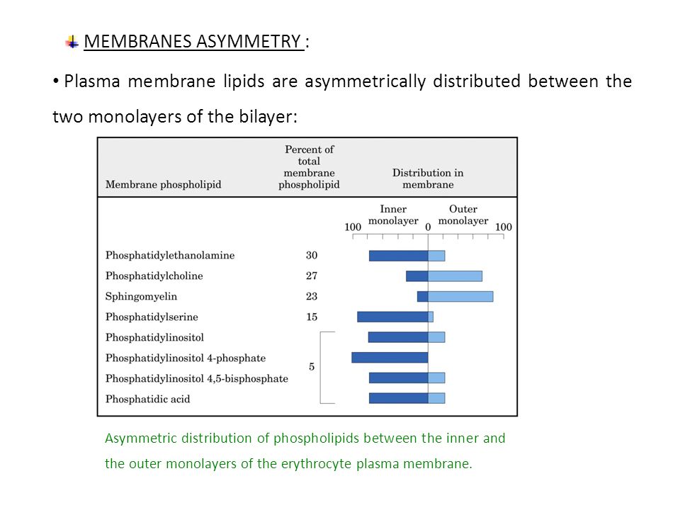 MEMBRANES ASYMMETRY : Asymmetric distribution of phospholipids between the inner and the outer monolayers of the erythrocyte plasma membrane.