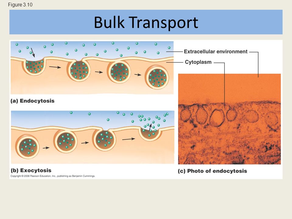 Figure 3.10 Bulk Transport