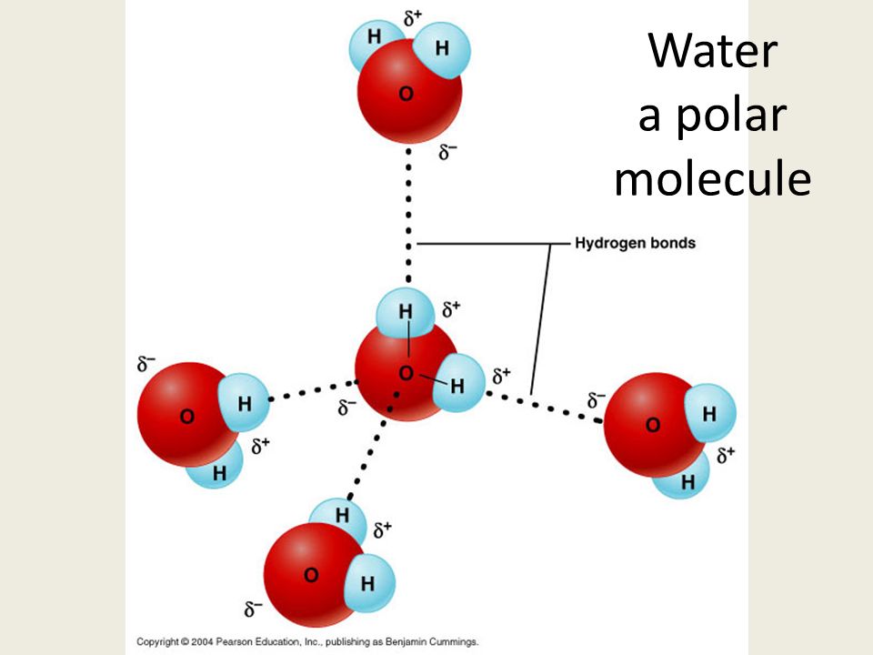 Water a polar molecule
