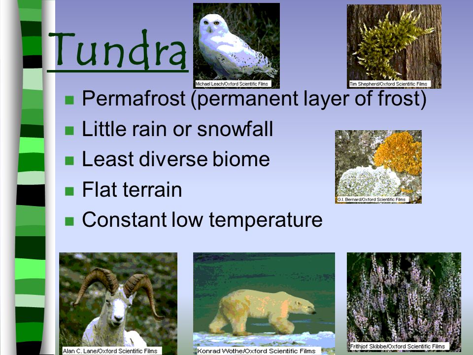 Key Term Abiotic Factors Physical or NONLIVING component of an ecosystem Rocks, Sand, Cliffs Snow, Rain, Hail Wind Sun, Heat, Cold