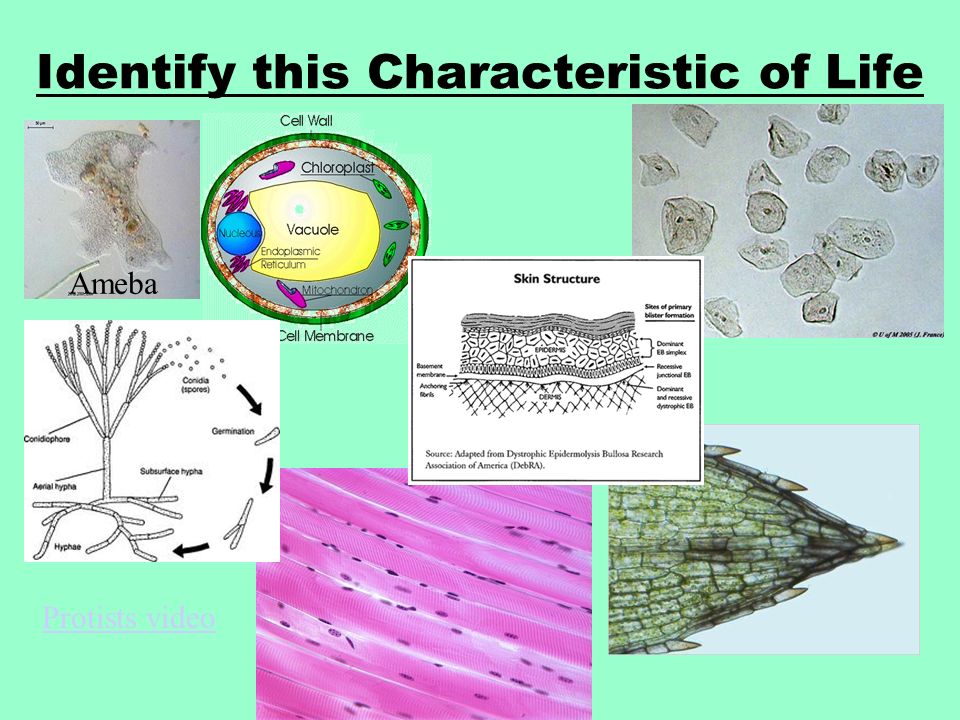 Characteristics Of Life 8 Major Traits That All Living Things Share Ppt Download