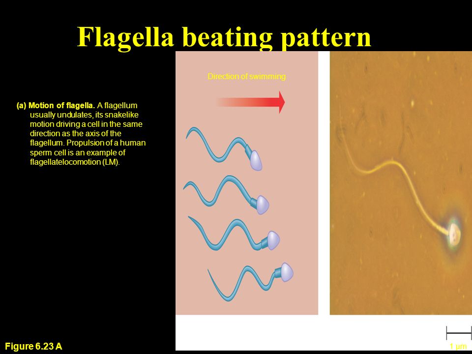 Flagella And Cilia A P Biology Chapter 6 Mr Knowles Liberty Senior High School Ppt Download