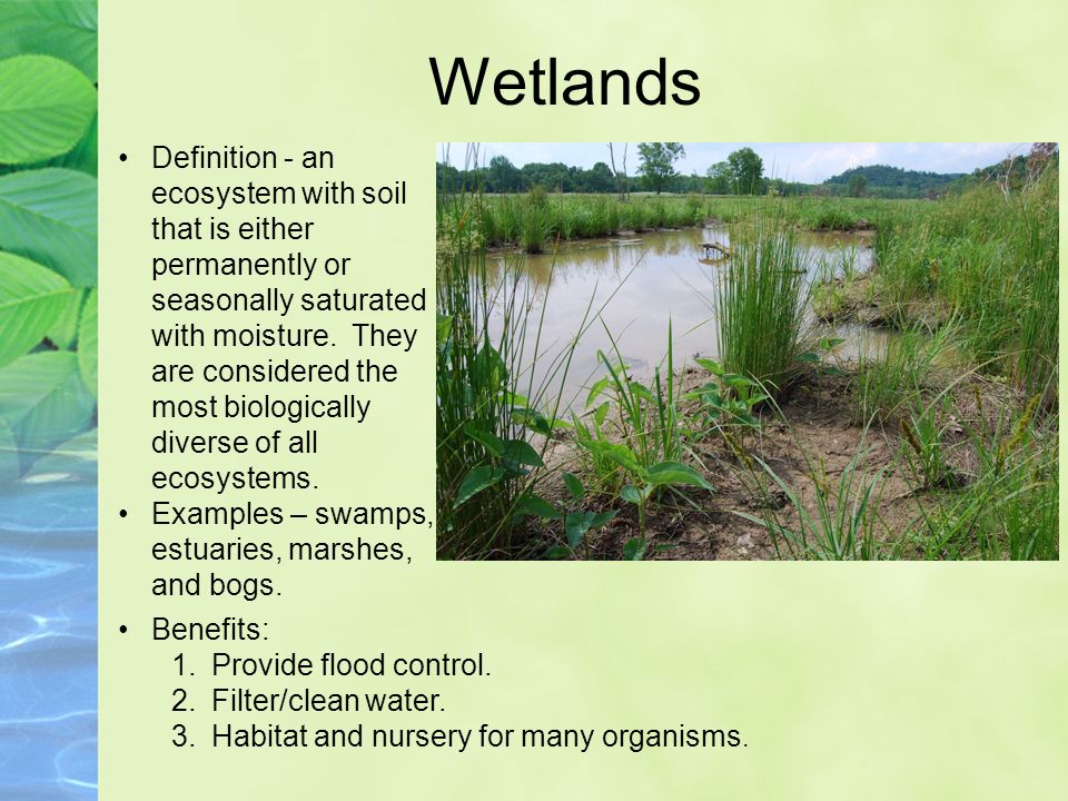Wetlands Definition - an ecosystem with soil that is either permanently or seasonally saturated with moisture.
