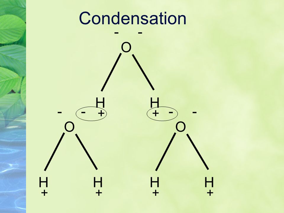 Condensation O HH O HH O HH ++ --