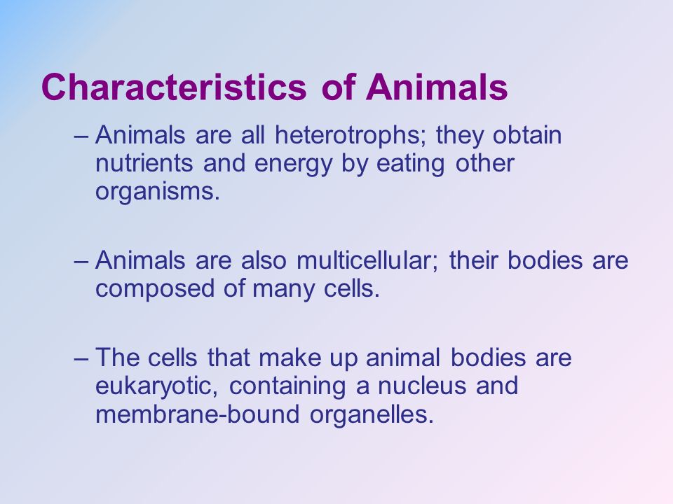 CHARACTERISTICS OF ANIMALS. Characteristics of Animals What characteristics  do all animals share? Animals, which are members of the kingdom ANIMALIA, -  ppt download