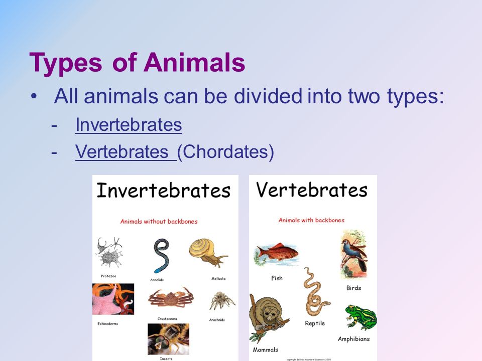 CHARACTERISTICS OF ANIMALS. Characteristics of Animals What characteristics  do all animals share? Animals, which are members of the kingdom ANIMALIA, -  ppt download