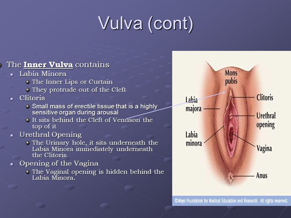 Cual es la vulva femenina