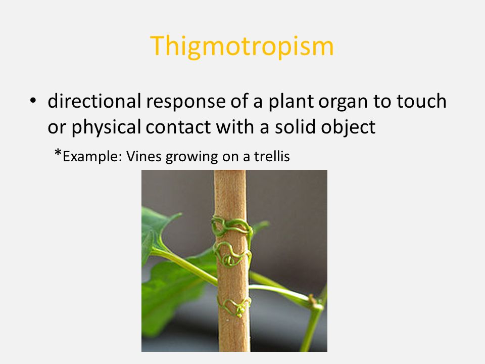 Thigmotropism directional response of a plant organ to touch or physical contact with a solid object * Example: Vines growing on a trellis