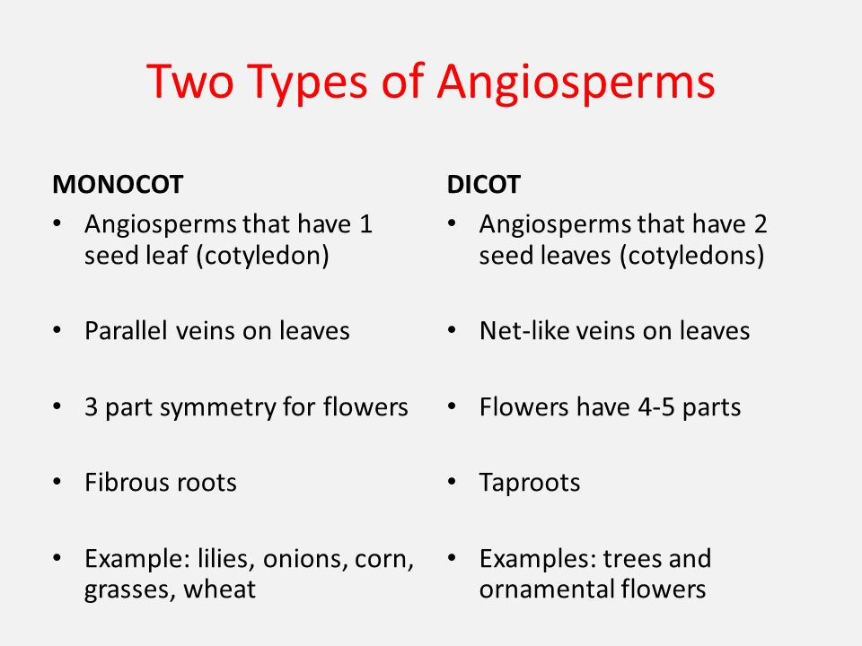 Two Types of Angiosperms MONOCOT Angiosperms that have 1 seed leaf (cotyledon) Parallel veins on leaves 3 part symmetry for flowers Fibrous roots Example: lilies, onions, corn, grasses, wheat DICOT Angiosperms that have 2 seed leaves (cotyledons) Net-like veins on leaves Flowers have 4-5 parts Taproots Examples: trees and ornamental flowers