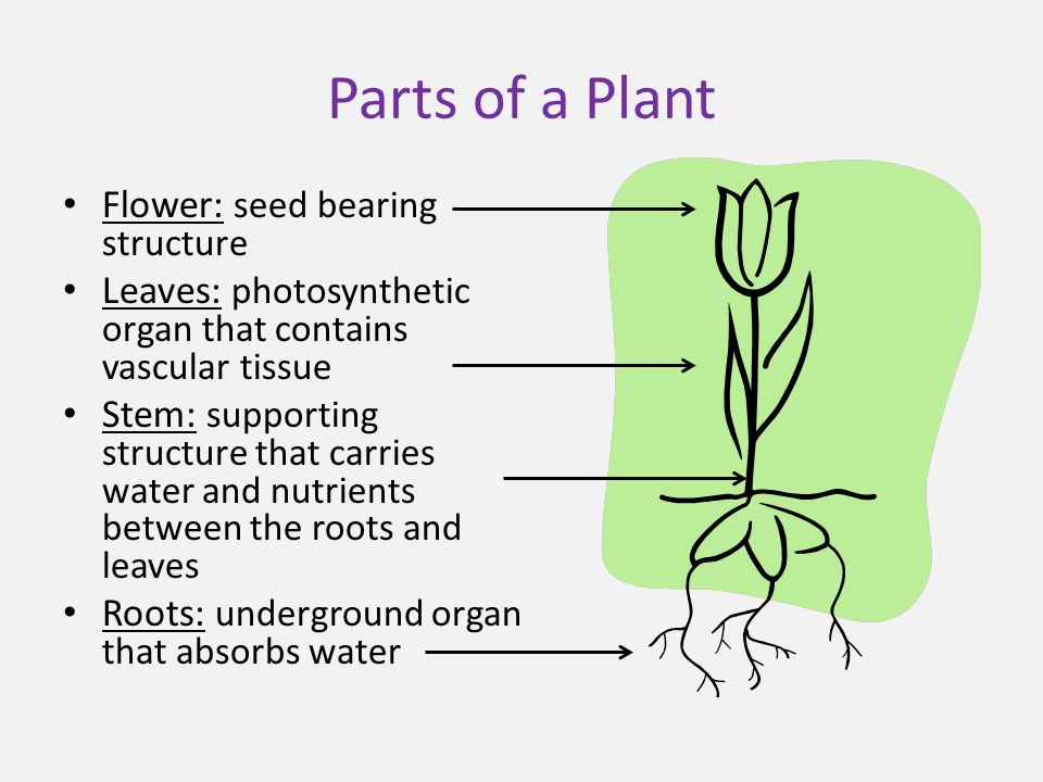 Parts of a Plant Flower: seed bearing structure Leaves: photosynthetic organ that contains vascular tissue Stem: supporting structure that carries water and nutrients between the roots and leaves Roots: underground organ that absorbs water