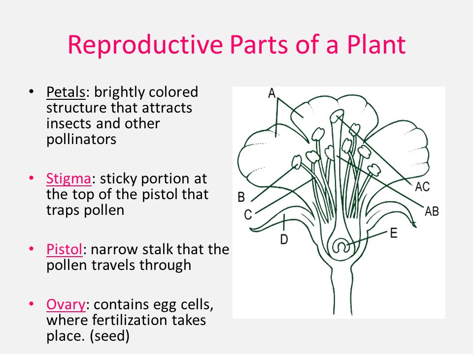 Reproductive Parts of a Plant Petals: brightly colored structure that attracts insects and other pollinators Stigma: sticky portion at the top of the pistol that traps pollen Pistol: narrow stalk that the pollen travels through Ovary: contains egg cells, where fertilization takes place.