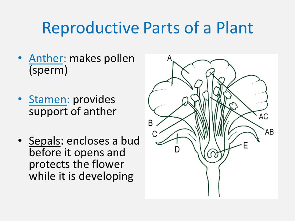 Reproductive Parts of a Plant Anther: makes pollen (sperm) Stamen: provides support of anther Sepals: encloses a bud before it opens and protects the flower while it is developing