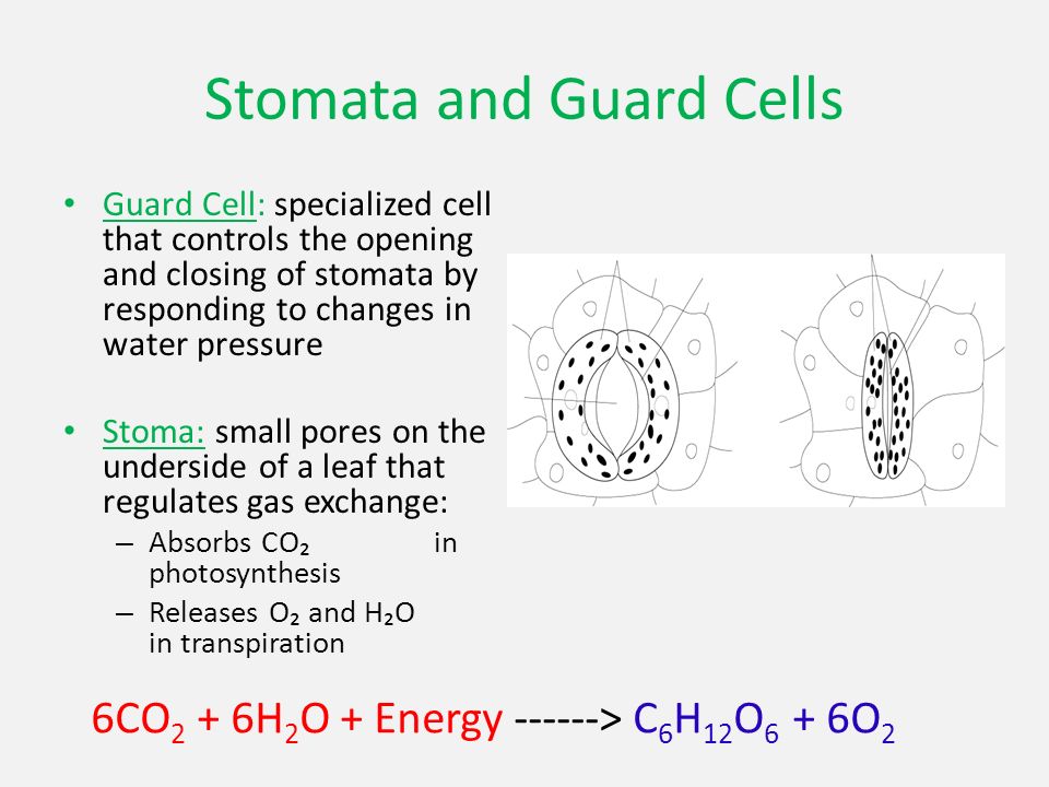 Stomata and Guard Cells Guard Cell: specialized cell that controls the opening and closing of stomata by responding to changes in water pressure Stoma: small pores on the underside of a leaf that regulates gas exchange: – Absorbs CO₂ in photosynthesis – Releases O₂ and H₂O in transpiration 6CO 2 + 6H 2 O + Energy > C 6 H 12 O 6 + 6O 2