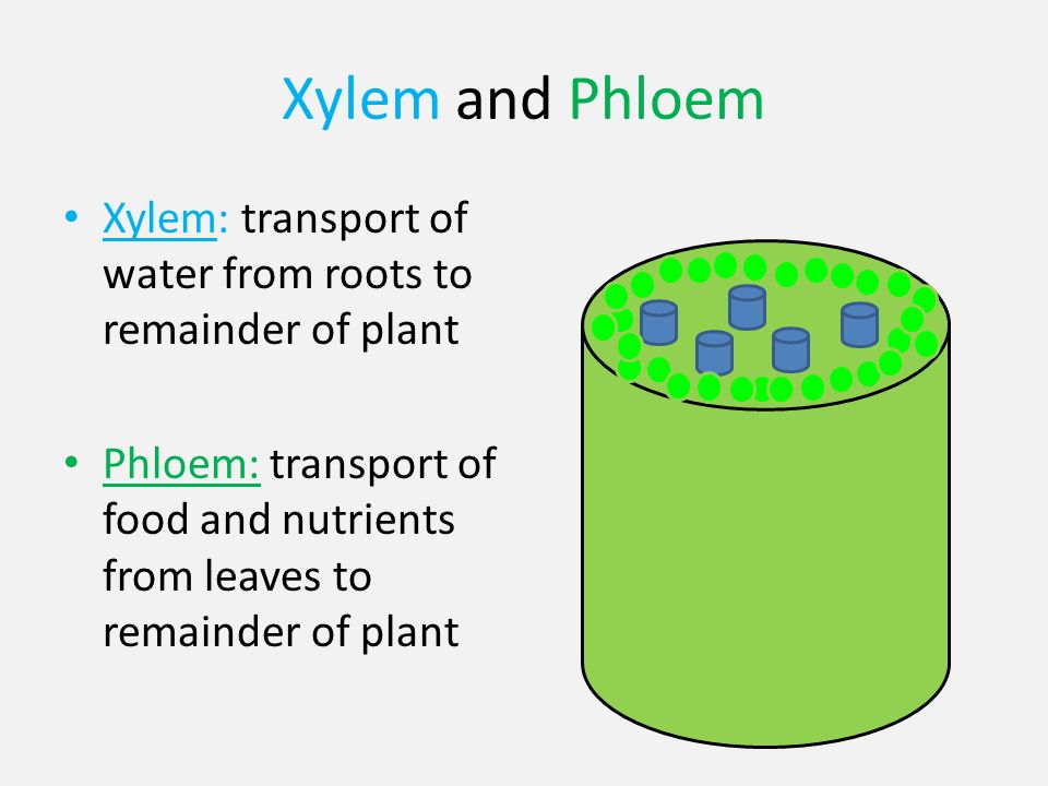 Xylem and Phloem Xylem: transport of water from roots to remainder of plant Phloem: transport of food and nutrients from leaves to remainder of plant