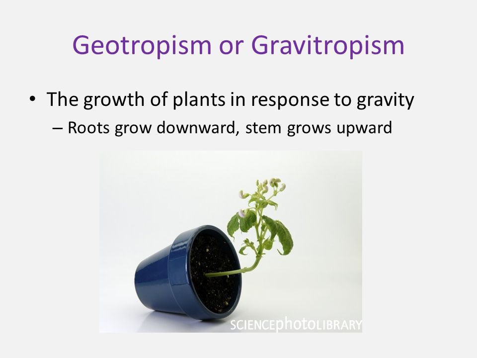 Geotropism or Gravitropism The growth of plants in response to gravity – Roots grow downward, stem grows upward