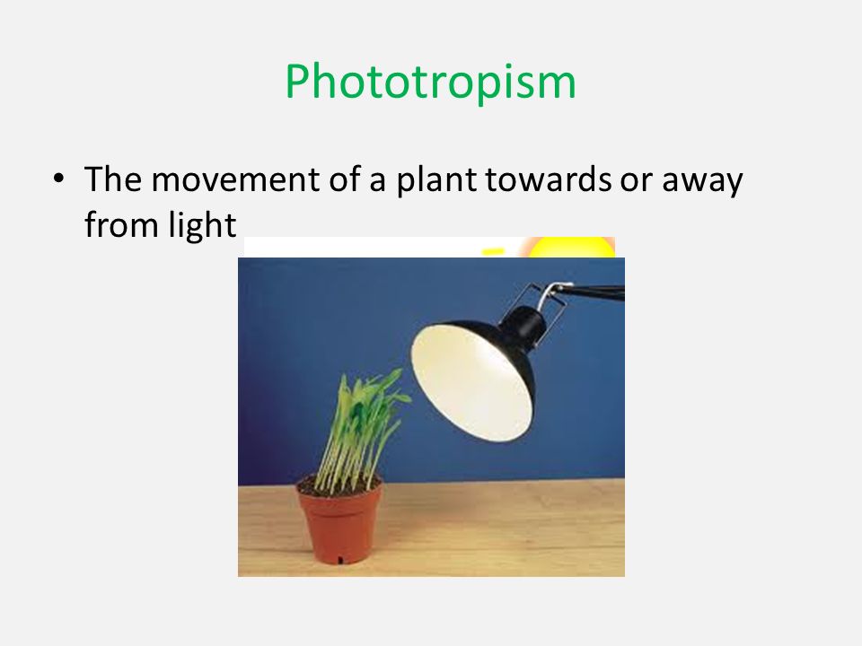 Phototropism The movement of a plant towards or away from light