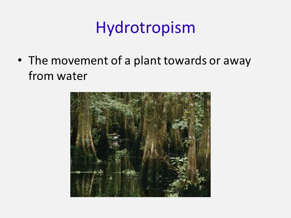 Hydrotropism The movement of a plant towards or away from water